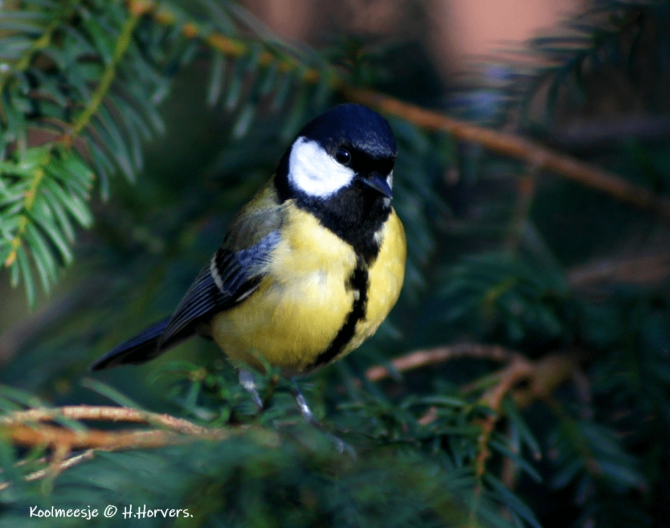 Koolmees - Vogels - Koolmees