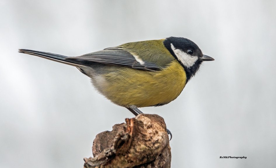 Koolmees. - Vogels - Koolmees.