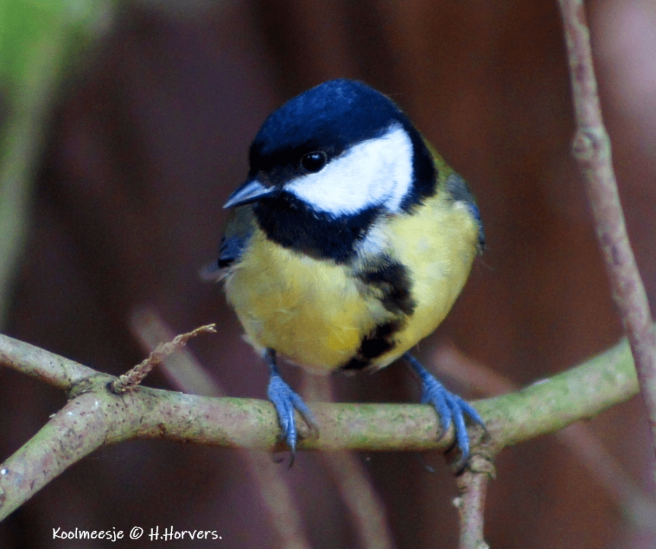 Koolmees - Vogels - Koolmees