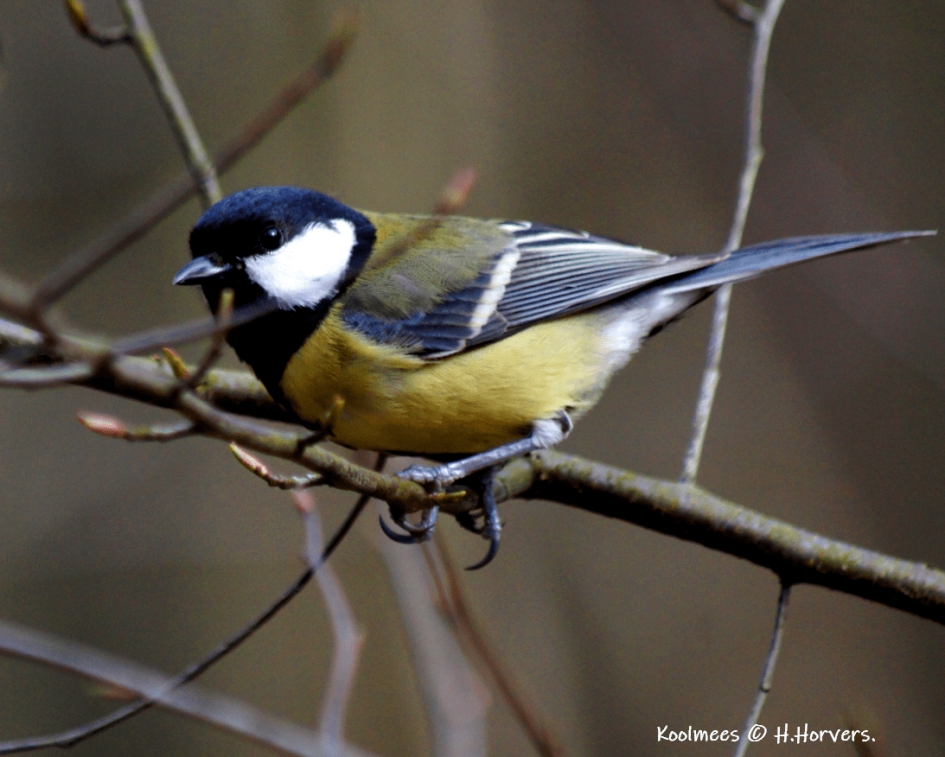 Koolmeesje. - Vogels - Koolmeesje.