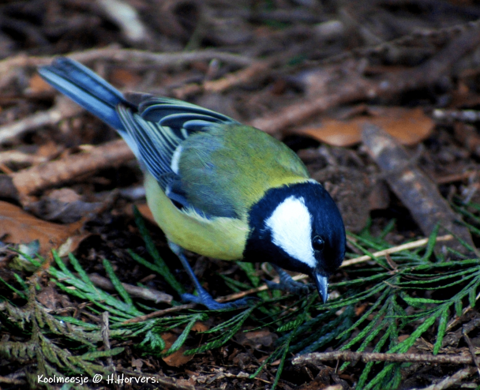 Koolmeesje - Vogels - Koolmeesje