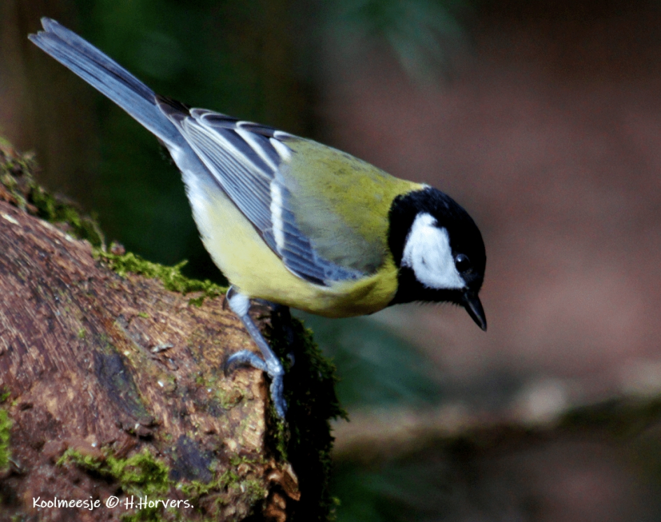 Koolmeesje - Vogels - Koolmeesje