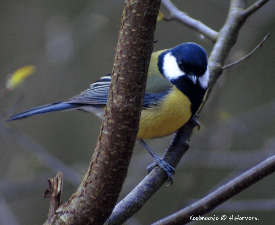 Koolmeesje - Vogels - Koolmeesje
