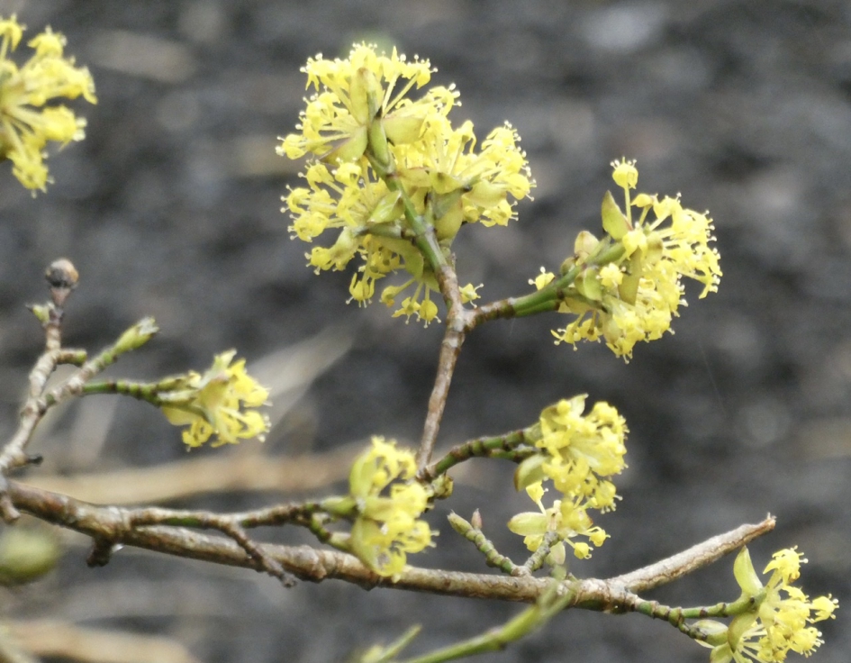 Kornoelje - Planten - 