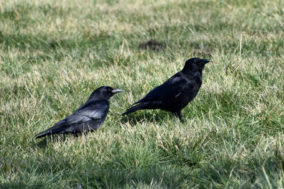 Zwarte kraaien - Vogels - 