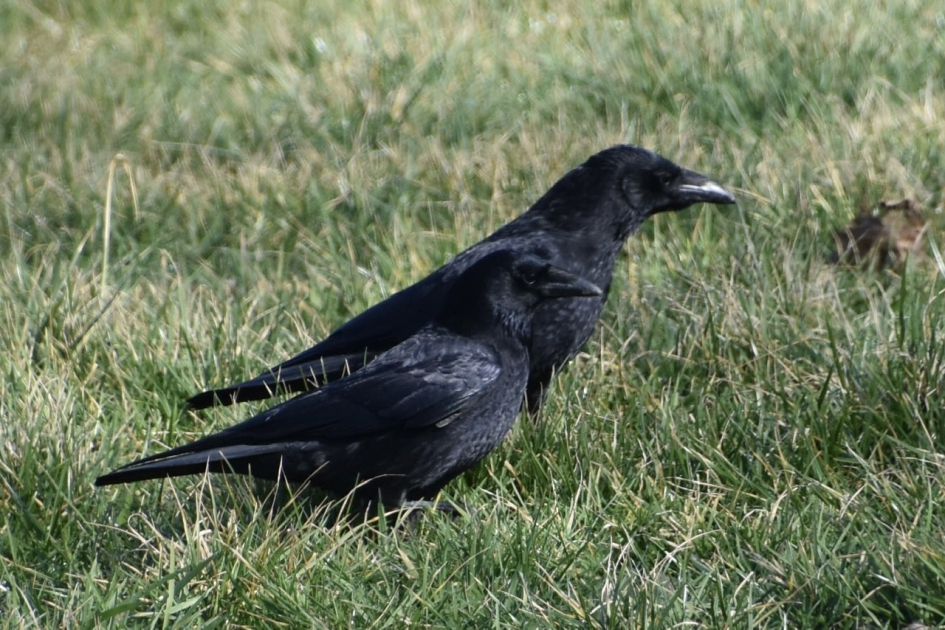 Kraaien paartje - Vogels - 