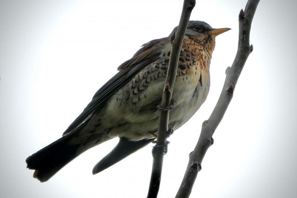 Kramsvogel - Vogels - Kramsvogel