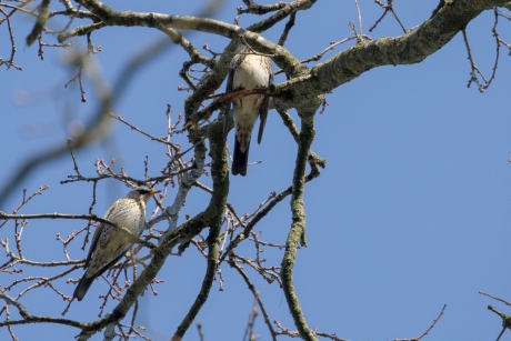 Kramsvogels
