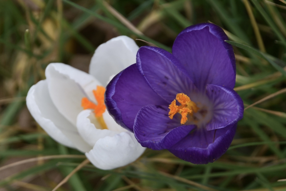 Krokussen - Planten - 