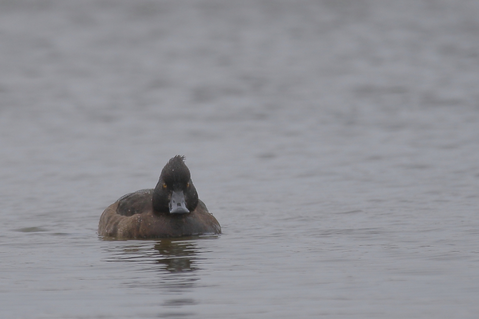 kuifeend -v- - Vogels - kuifeend