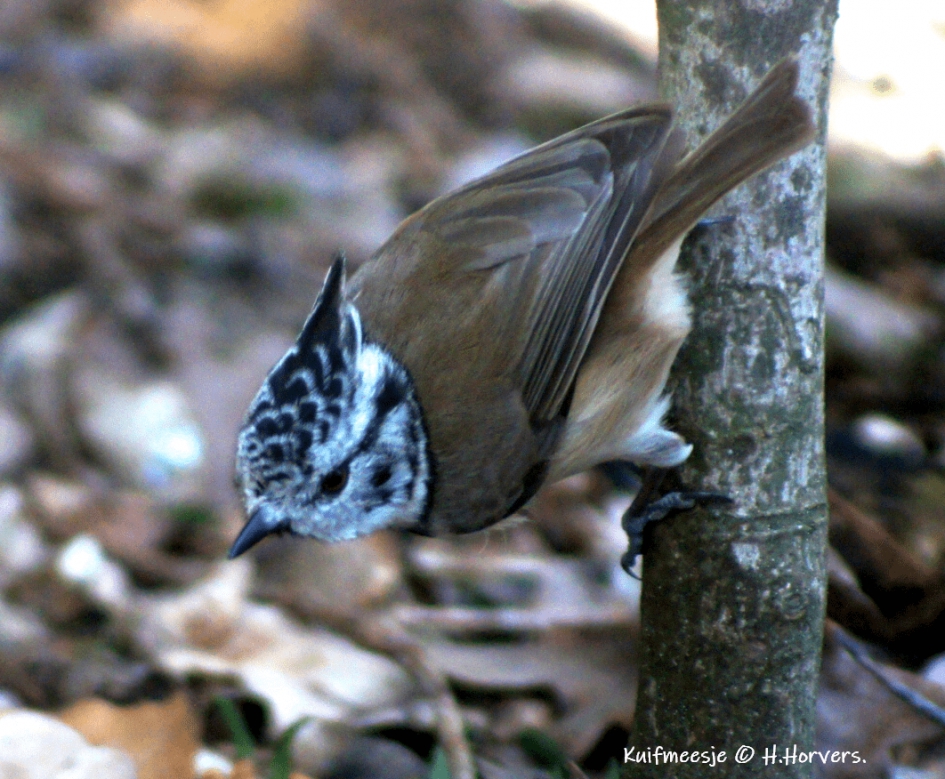 Kuifmeesje - Vogels - Kuifmeesje