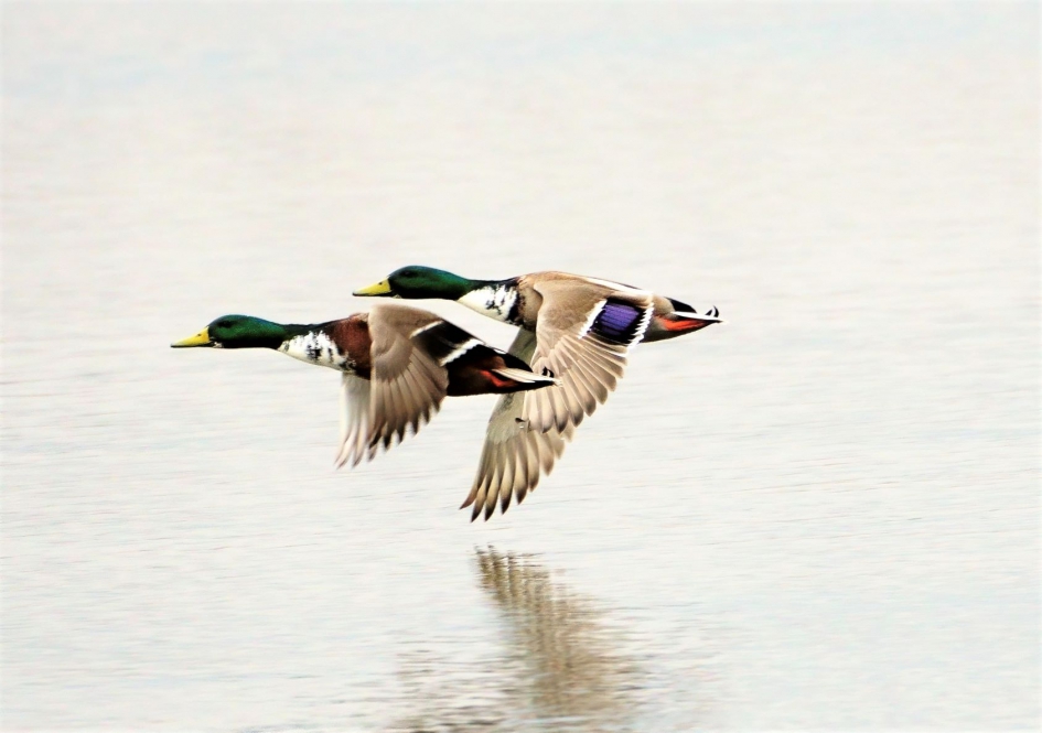 laagvliegers - Vogels - Wilde eend