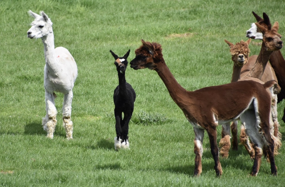 #PUZZEL. Lama’s - Zoogdieren - 