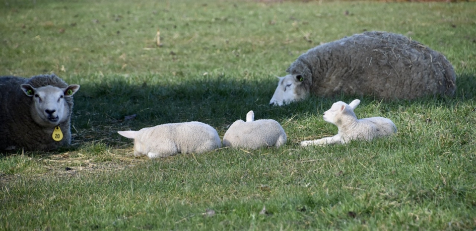 Lammetjes - Zoogdieren - 