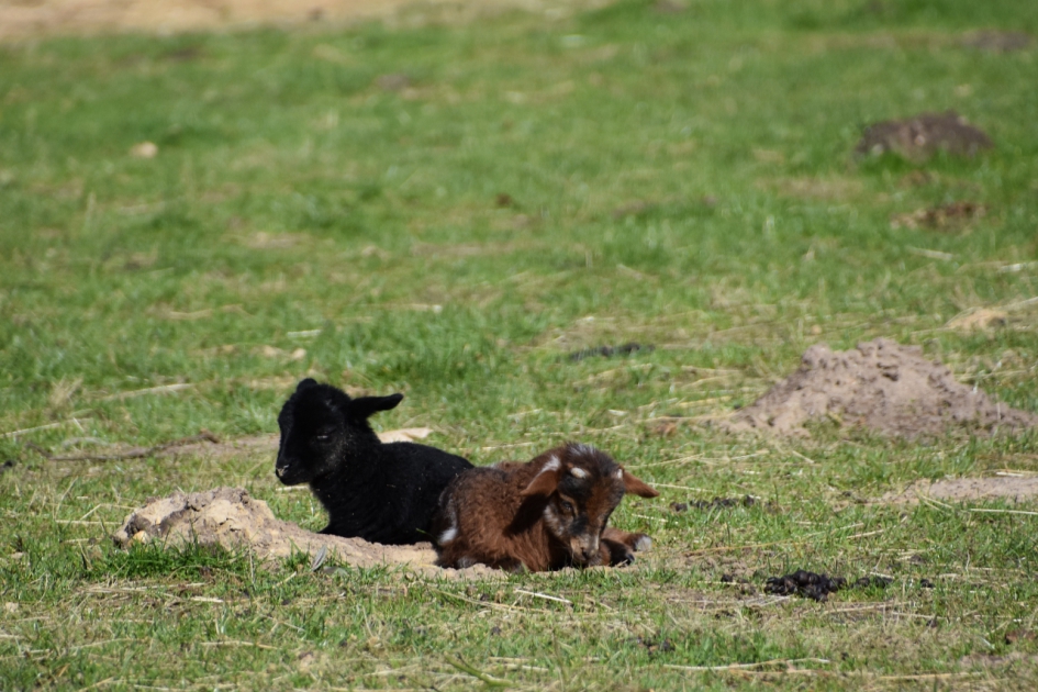 Lammetjes - Zoogdieren - 
