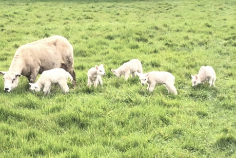 Lammetjes van zes dagen oud - #puzzel