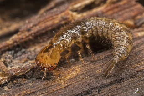larve van de stinkende Kortschildkever (Ocypus olens)