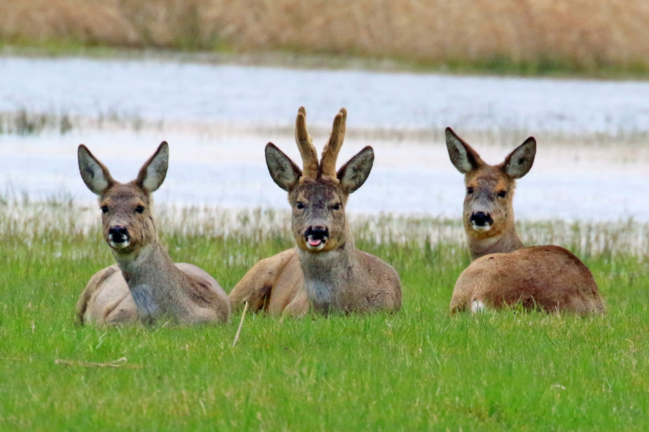 Lekker puh.. - Zoogdieren - Reeën