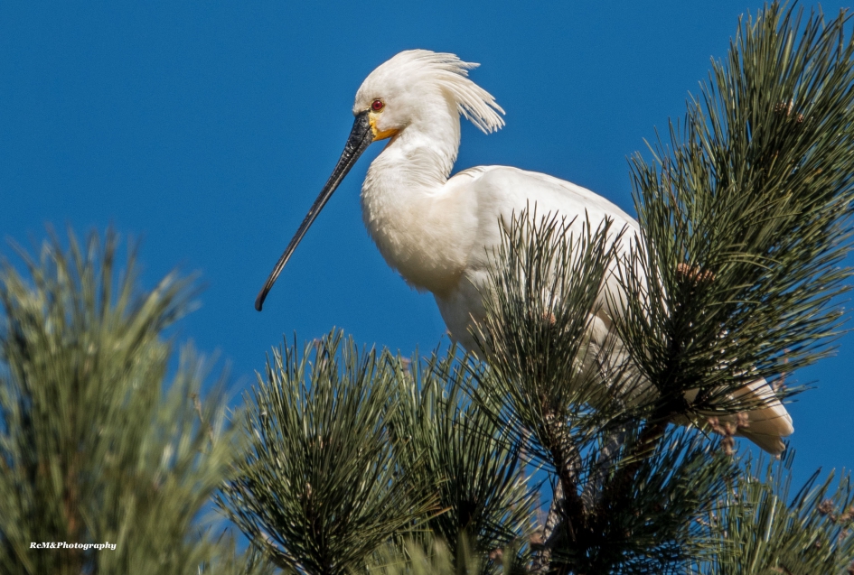 Lepelaar. - Vogels - Lepelaar.