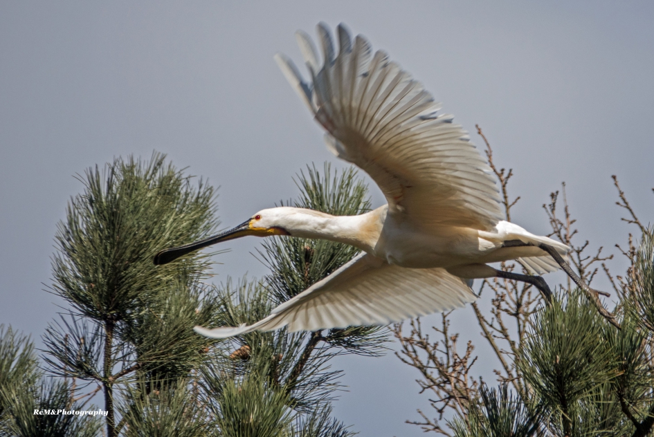 Lepelaar. - Vogels - Lepelaar.