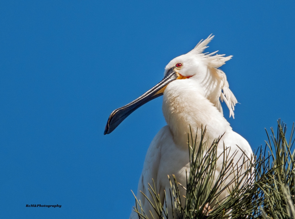 Lepelaar. - Vogels - Lepelaar.