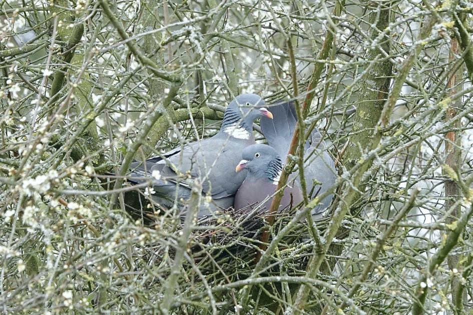 Liefdesnestje - Vogels - Houtduif