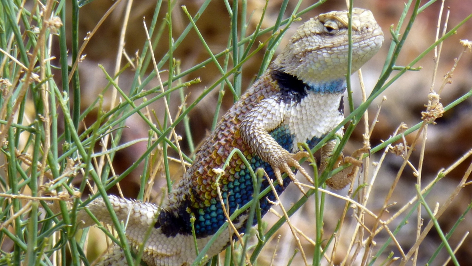 Lizard - Zoogdieren - Hagedis