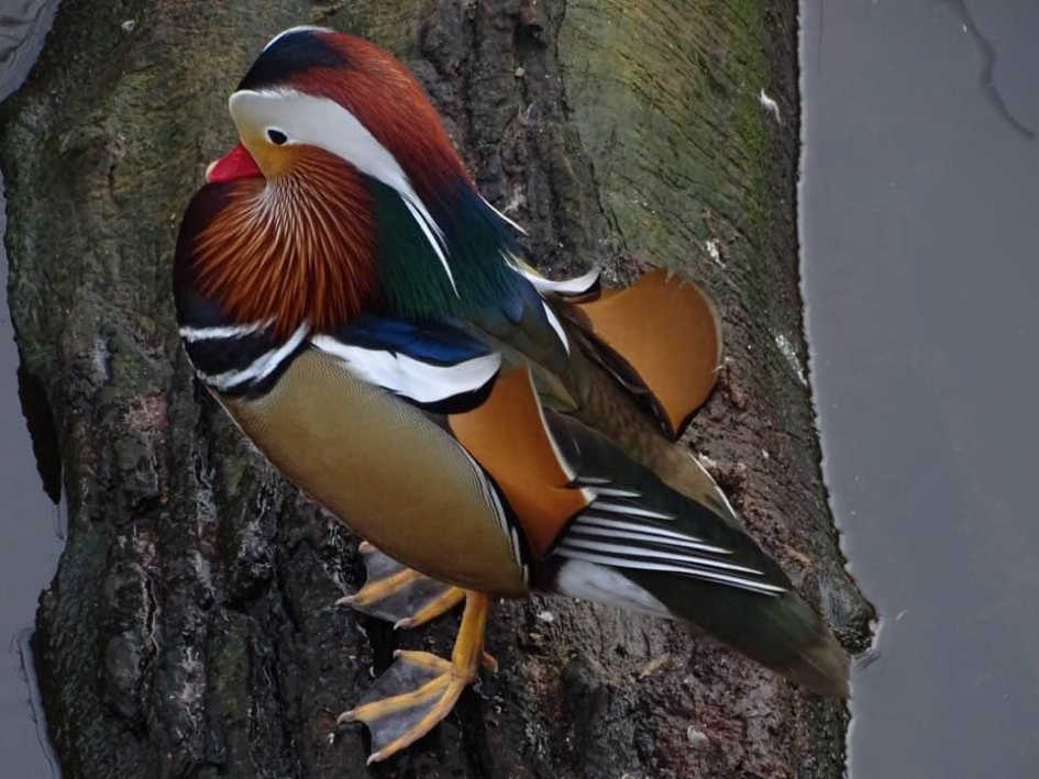 Mandarijneend - Vogels - Mandarijneend