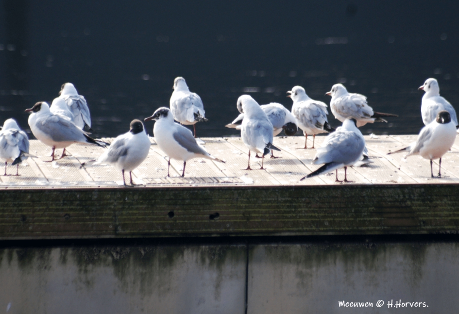 Meeuwen - Vogels - Meeuwen
