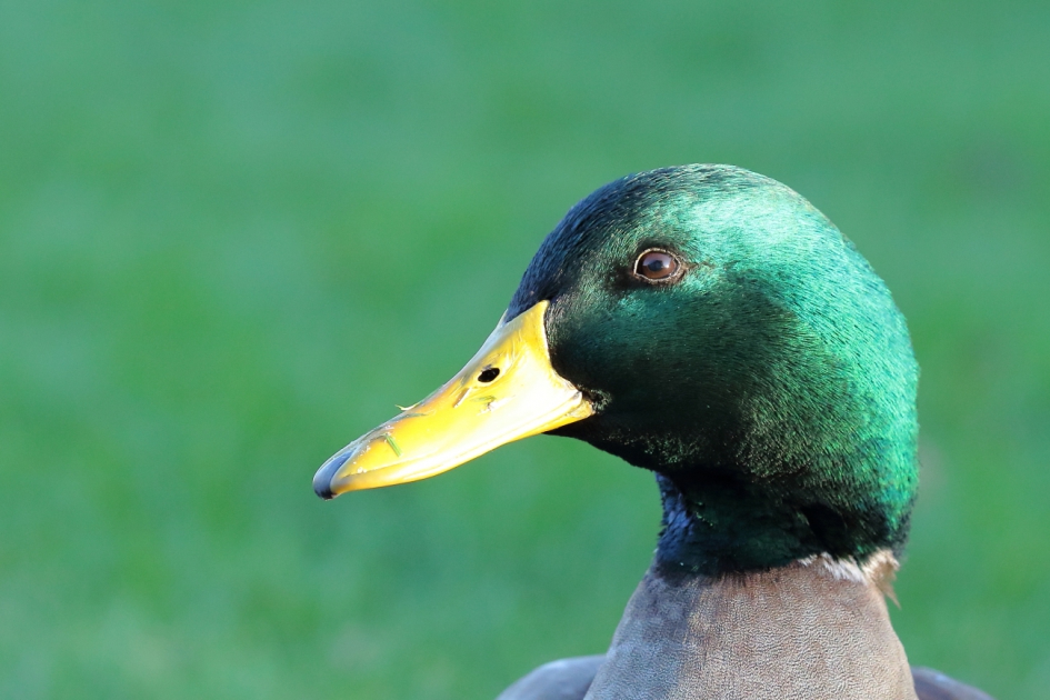 meneer parkeend - Vogels - parkeend