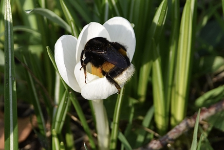 Met zijn kop in de krokus