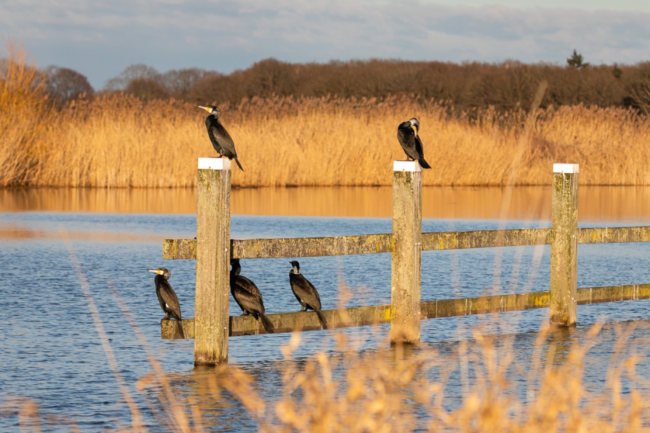 Met z'n vijven - Vogels - Aalscholver