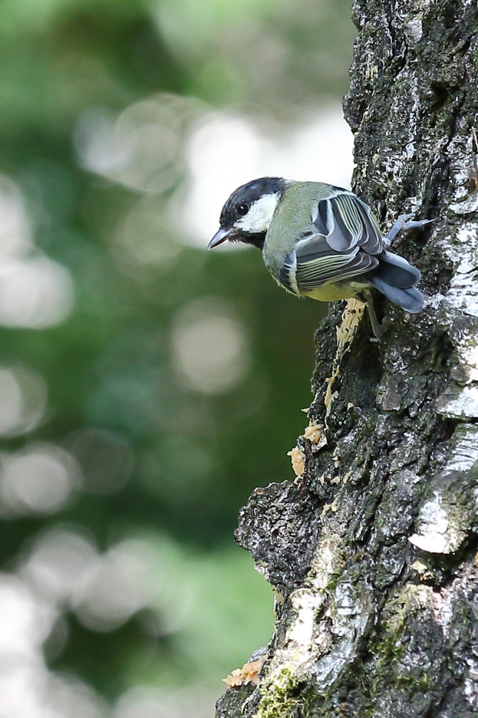 MMMM ......pindakaas - Vogels - koolmees