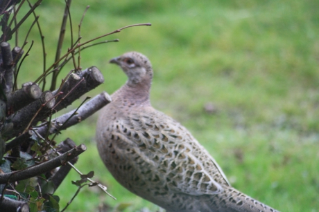 Moeder Fazant in Tuin