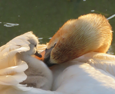 #puzzel Moederliefde