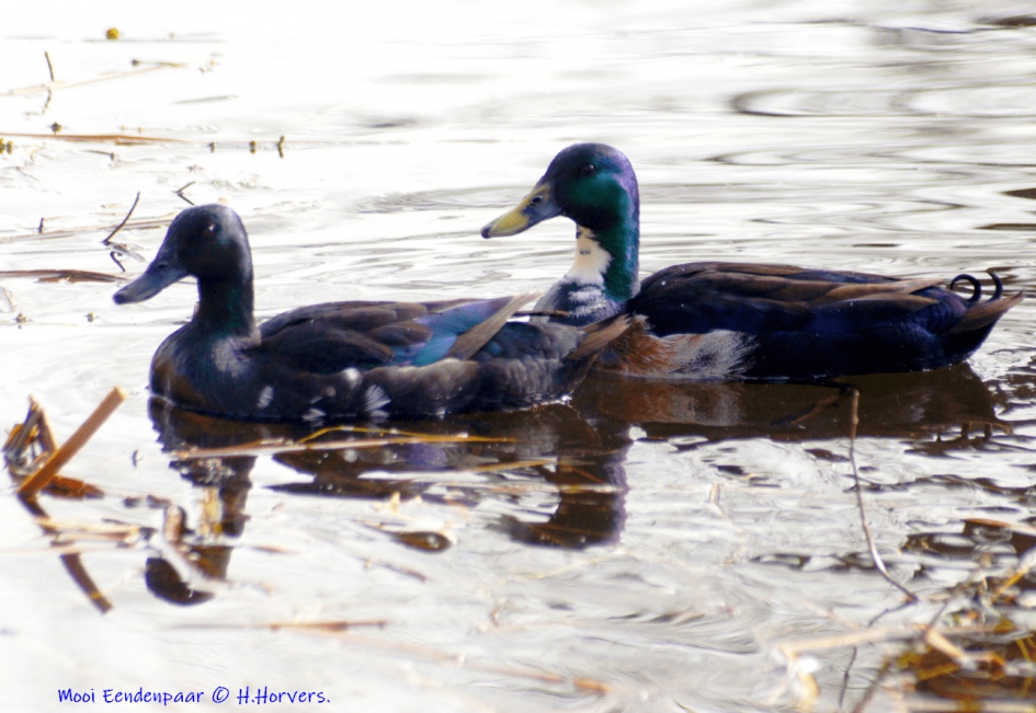 Mooi Eendenpaar. - Vogels - Eendenpaar.