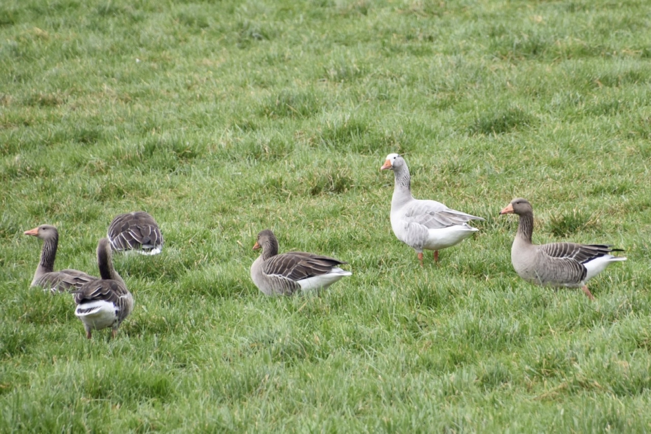 Een bleke grauwe gans - Vogels - 