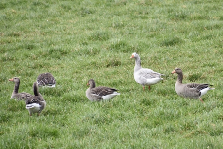 Een bleke grauwe gans