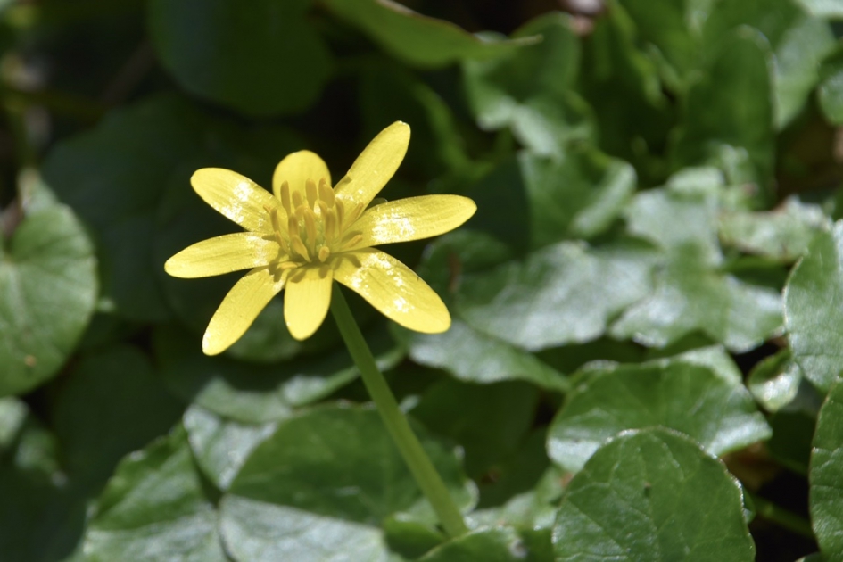 Speenkruid - Planten - 