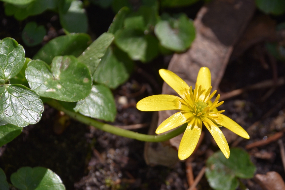 Speenkruid - Planten - 