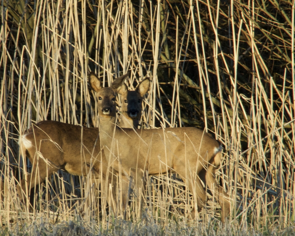 Reeën in de avondzon - Zoogdieren - 