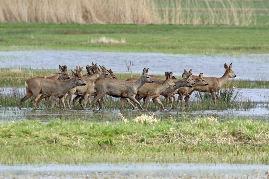 Reeën - Zoogdieren - 