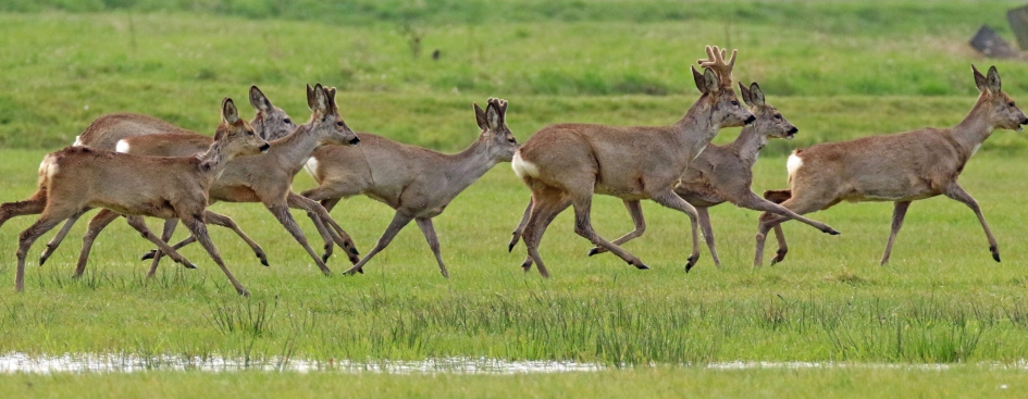 Reeën (2) - Zoogdieren - 