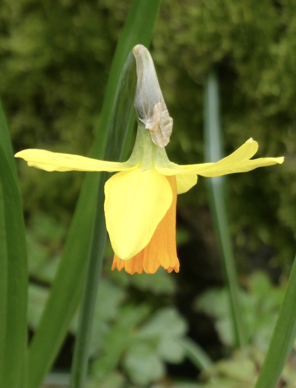 Narcis - Planten - 