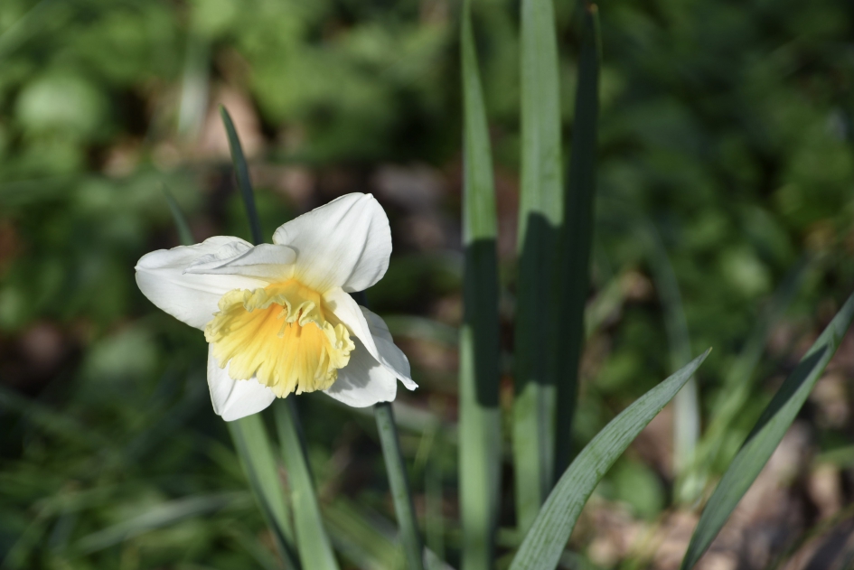 Narcis - Planten - 