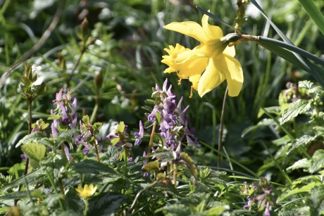 Narcis, holwortel, speenkruid