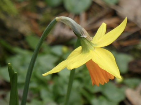 Narcis met oranje hart