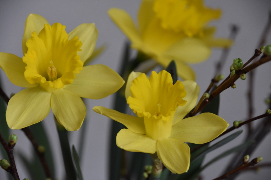 Narcissen - Planten - 