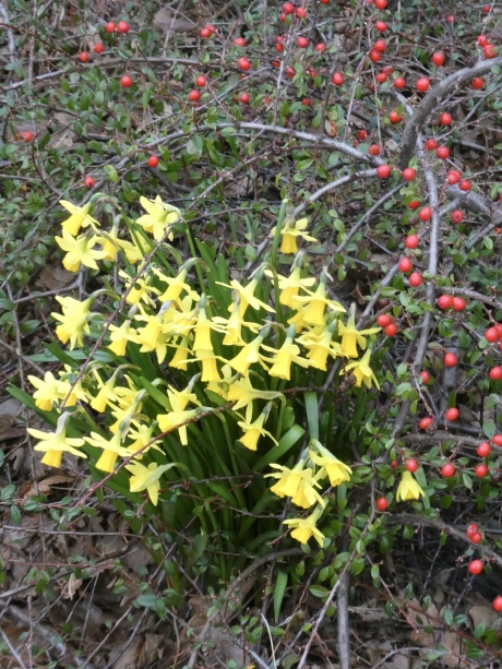 Narcissen in de berm
