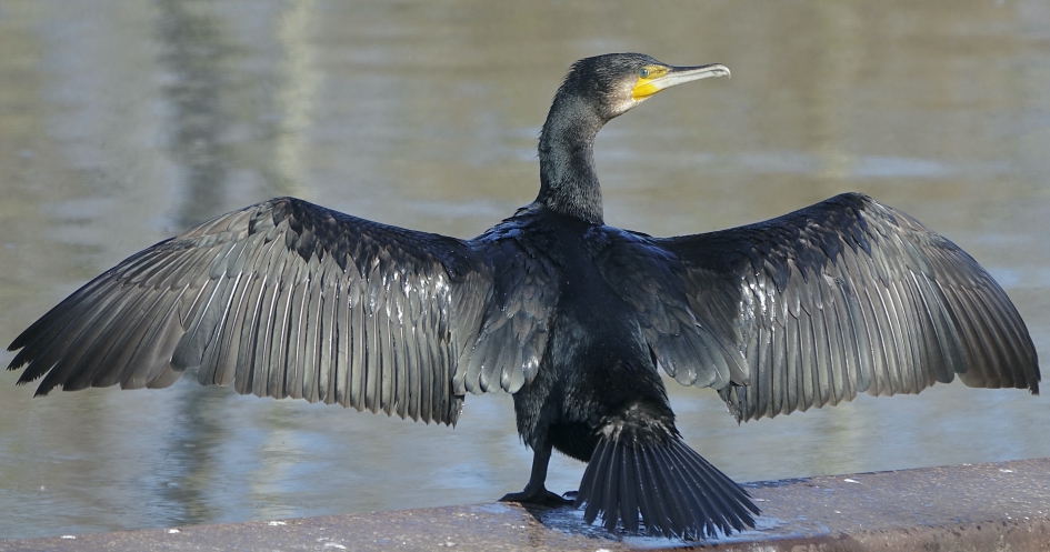 Nat pak - Vogels - Aalscholver